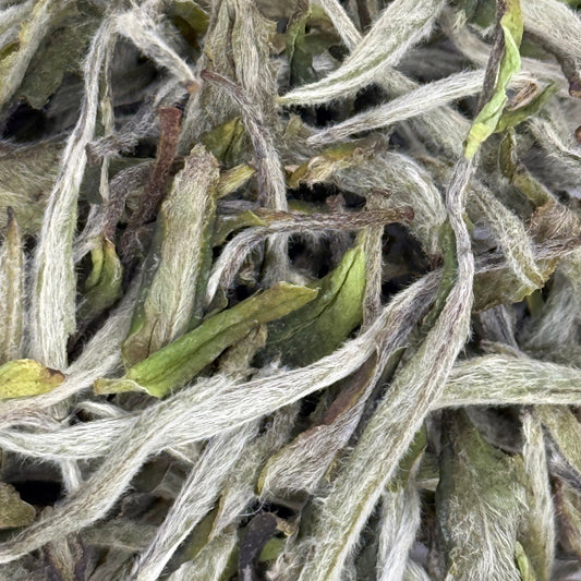 Close-up of dried white tea leaves