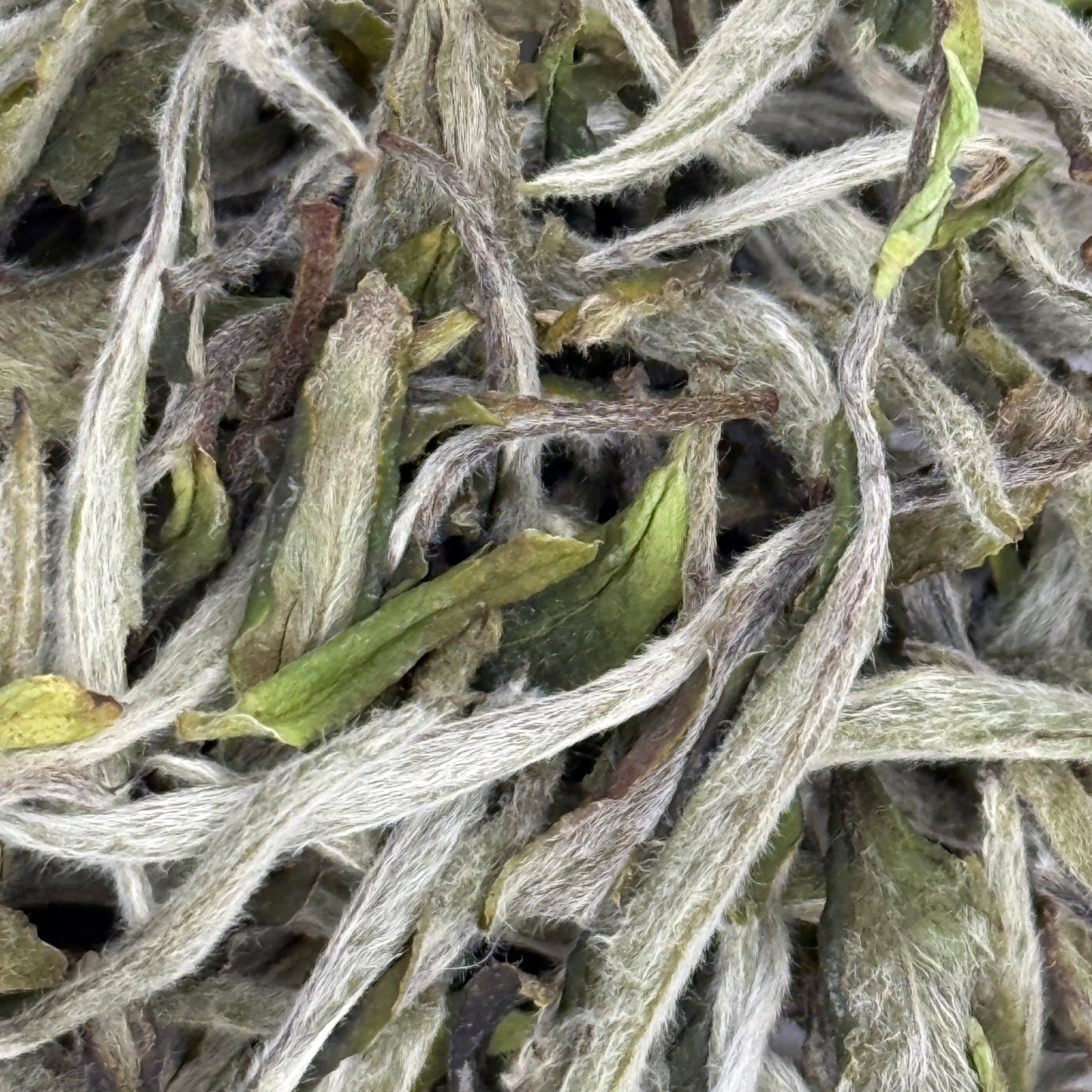 Close-up of dried white tea leaves