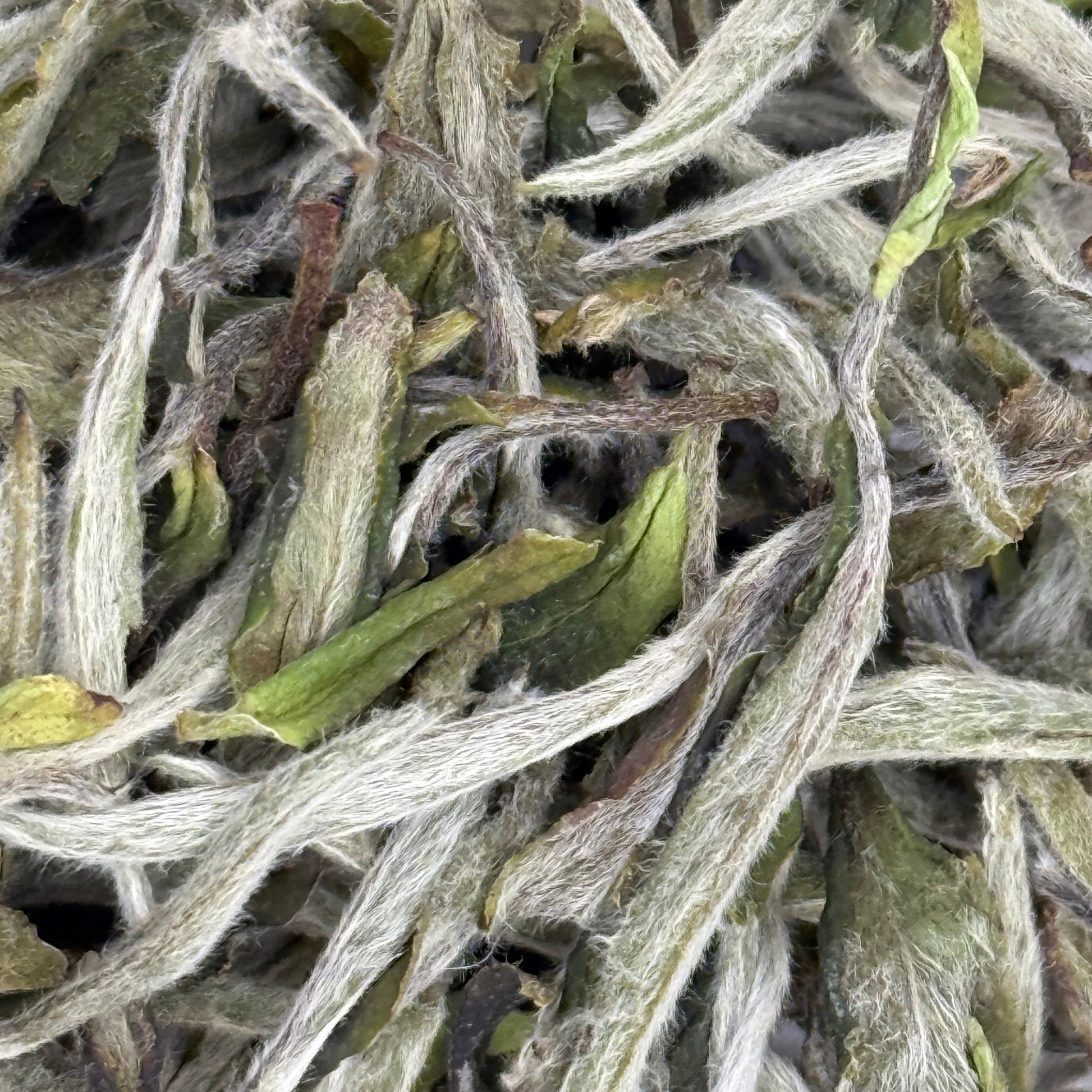 Close-up of dried white tea leaves