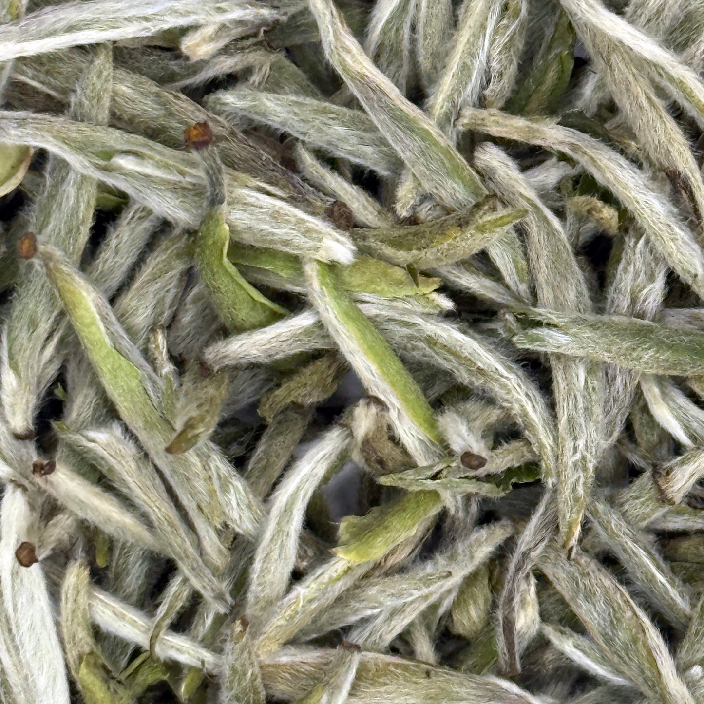 2026 Early Spring 1st Picking White Hair Silver Needle White Tea (Bai Hao Ying Zhen)