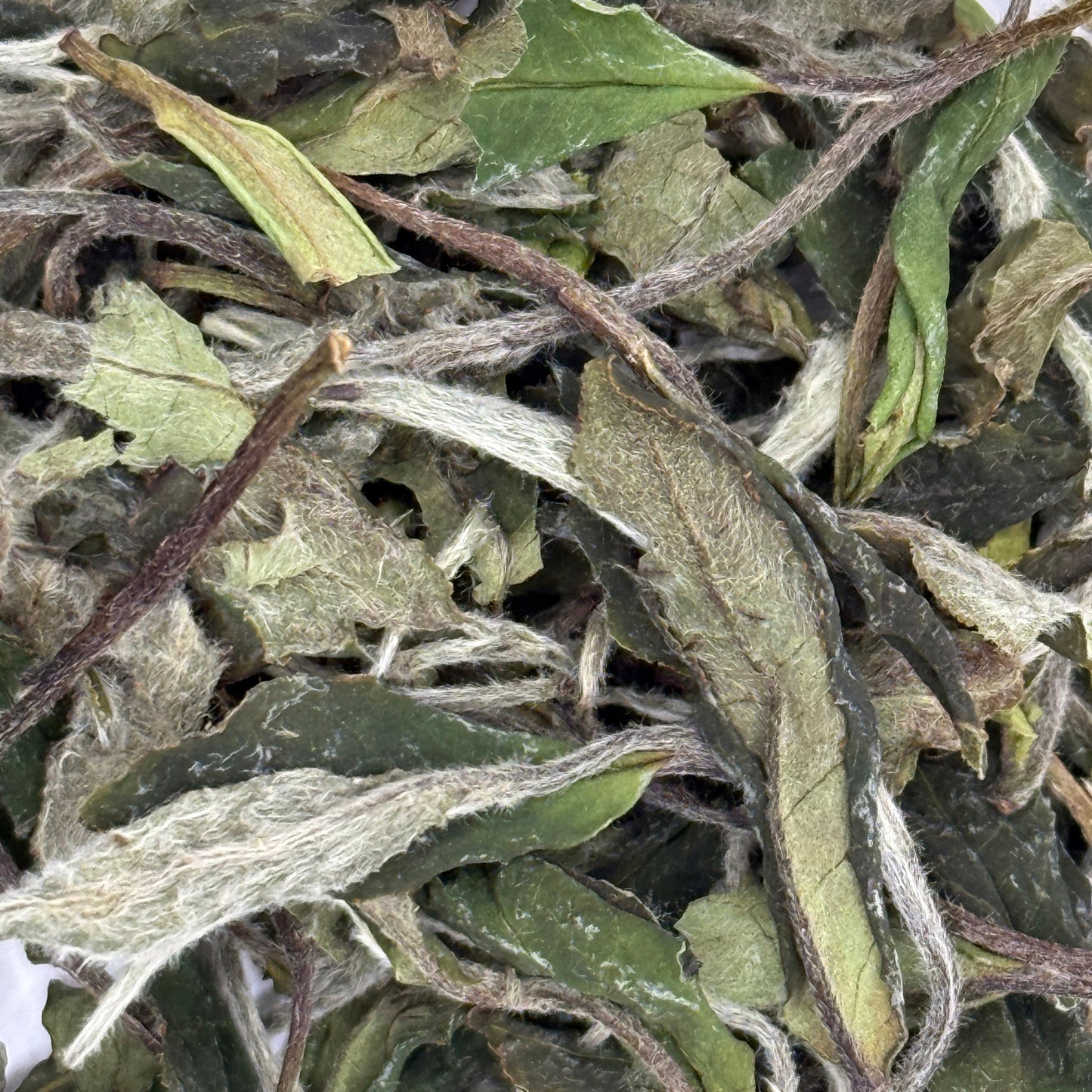 Close-up of dried white tea leaves with a white background