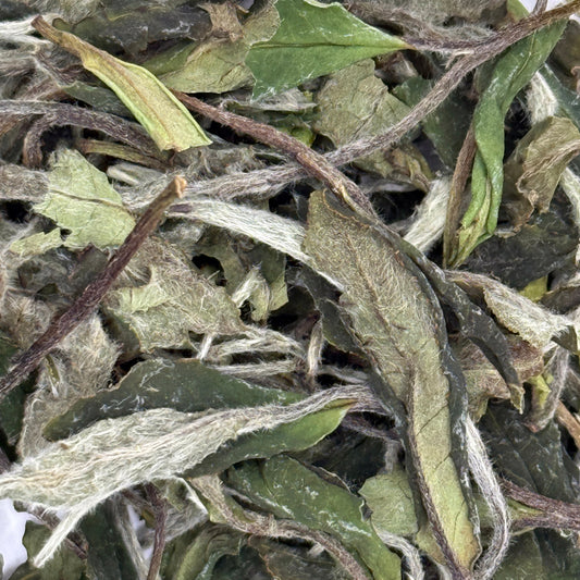 Close-up of dried white tea leaves with a white background