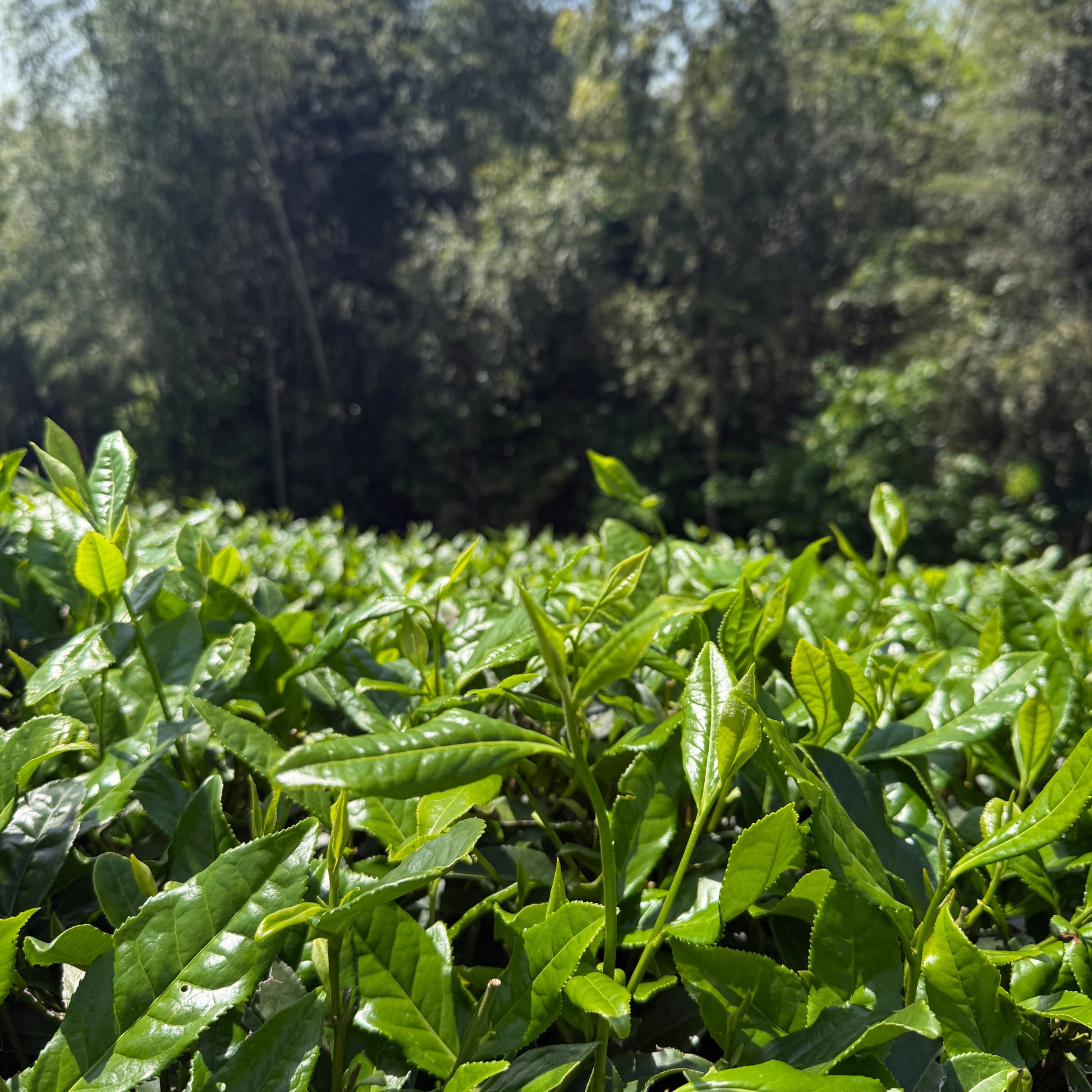 Tea plantation with green leaves and trees in the background