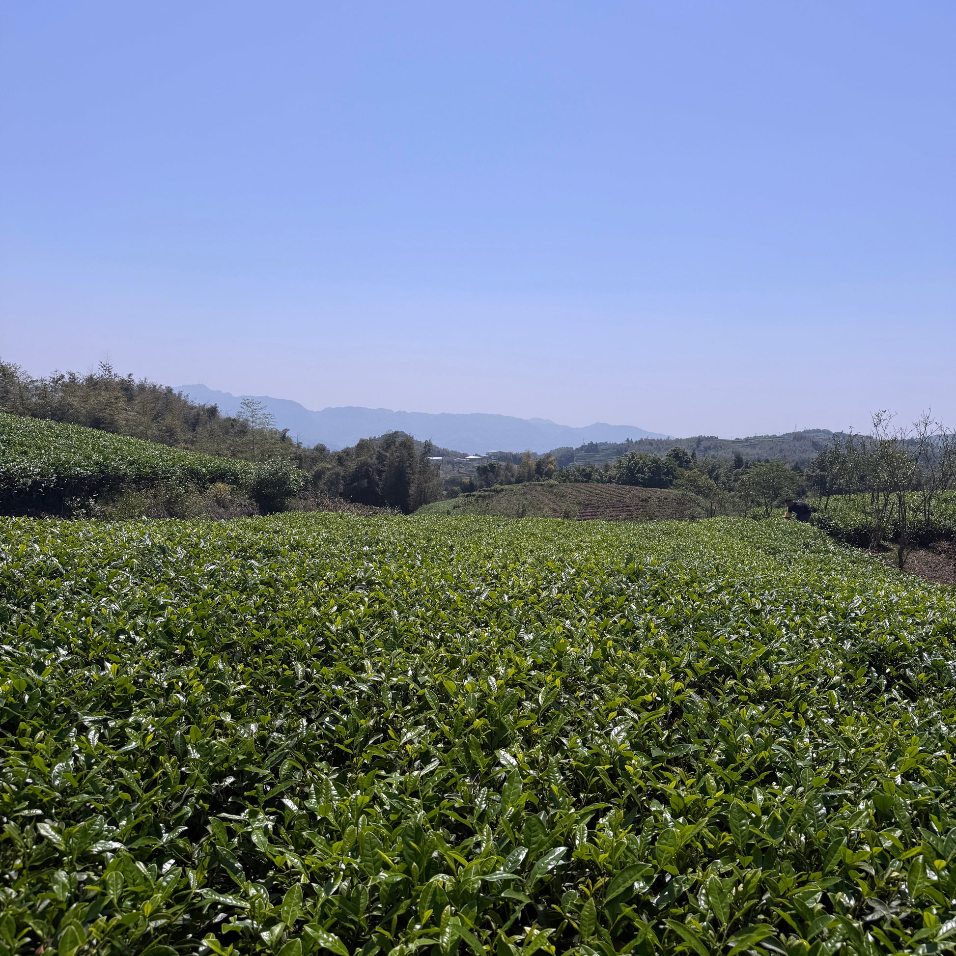 white tea fields, tea leaves